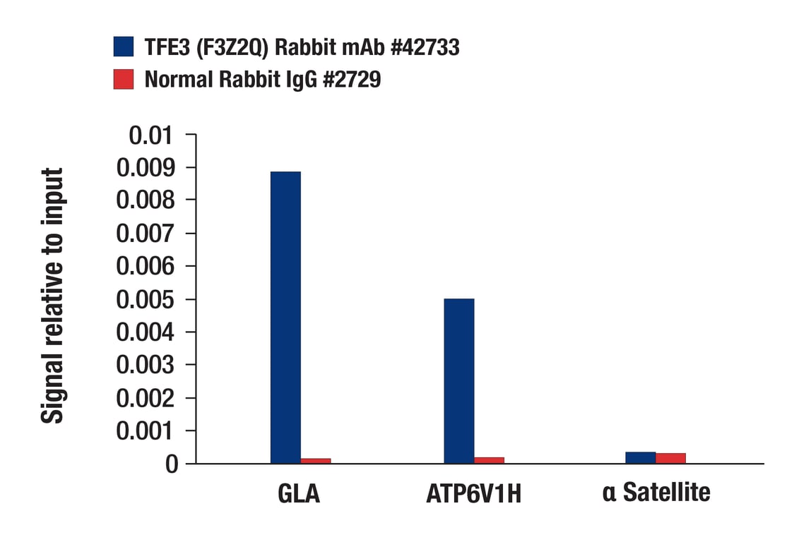 Chromatin Immunoprecipitation Image 1: TFE3 (F3Z2Q) Rabbit Monoclonal Antibody