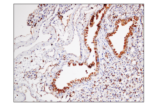Immunohistochemistry Image 5: STING (D2P2F) Rabbit Monoclonal Antibody