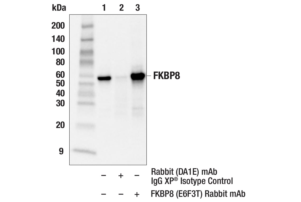 Immunoprecipitation Image 1: FKBP8 (E6F3T) Rabbit Monoclonal Antibody