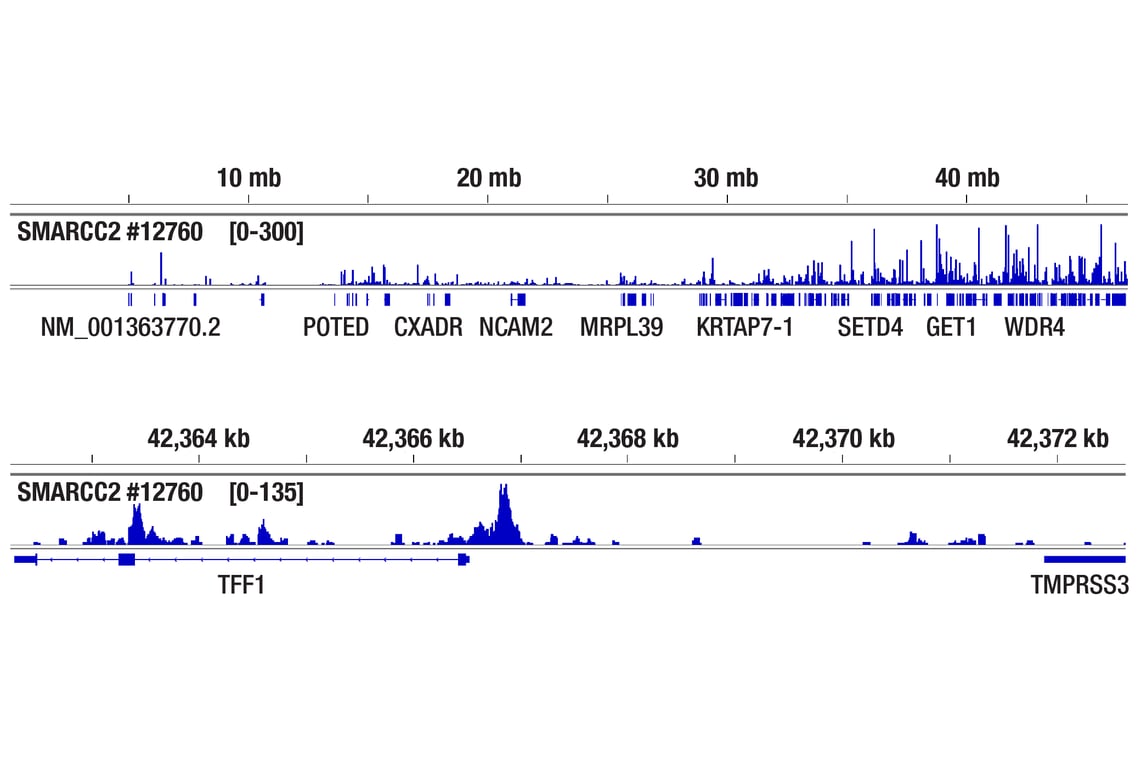 CUT & Tag Image 2: SMARCC2/BAF170 (D8O9V) Rabbit Monoclonal Antibody