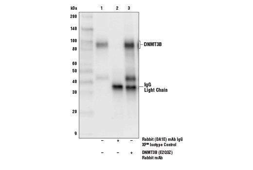 Immunoprecipitation Image 1: DNMT3B (E2Q3Z) Rabbit Monoclonal Antibody