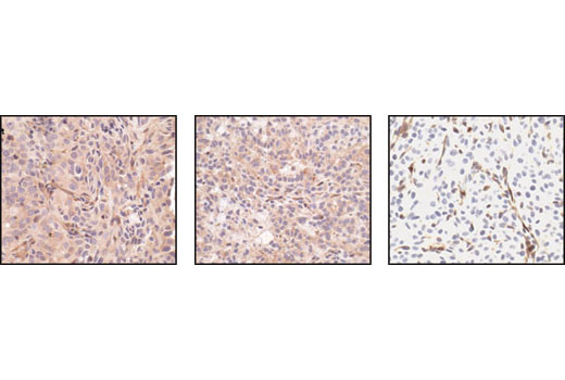 Immunohistochemistry Image 4: PTEN (138G6) Rabbit Monoclonal Antibody (BSA and Azide Free)
