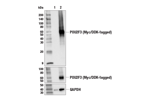 Western Blotting Image 2: POU2F3 (E5N2D) Rabbit Monoclonal Antibody