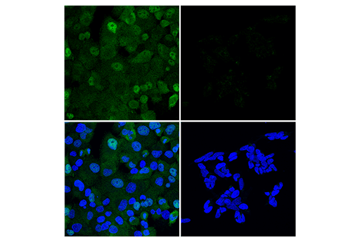 Immunofluorescence Image 1: RelB (D7D7W) Rabbit Monoclonal Antibody