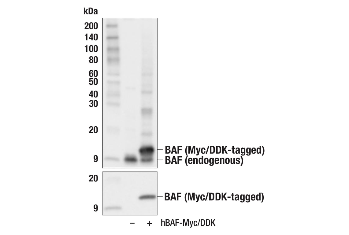 Western Blotting Image 2: BAF (E4O8R) Rabbit Monoclonal Antibody