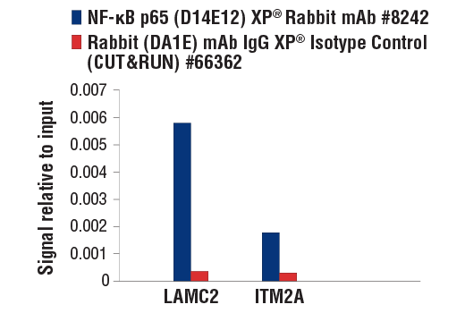 CUT & RUN Image 3: NF-kappaB p65 (D14E12) Rabbit Monoclonal Antibody