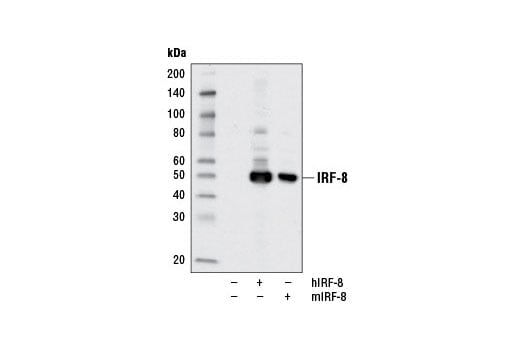 Western Blotting Image 3: IRF-8 (D20D8) Rabbit Monoclonal Antibody