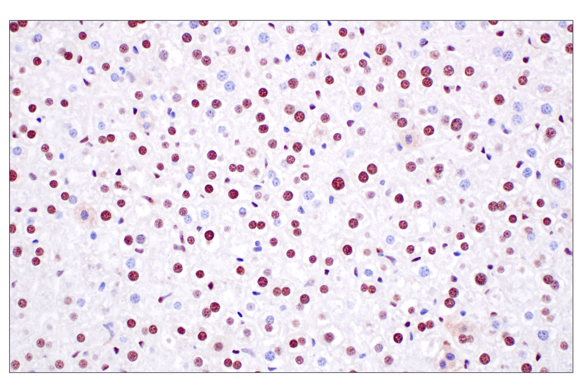 Immunohistochemistry Image 9: FKBP5 (F1G3I) Rabbit Monoclonal Antibody