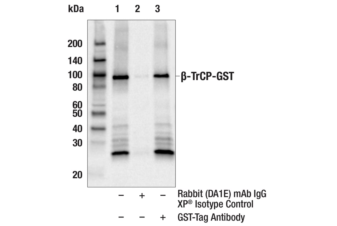 Immunoprecipitation Image 1: GST-Tag Antibody