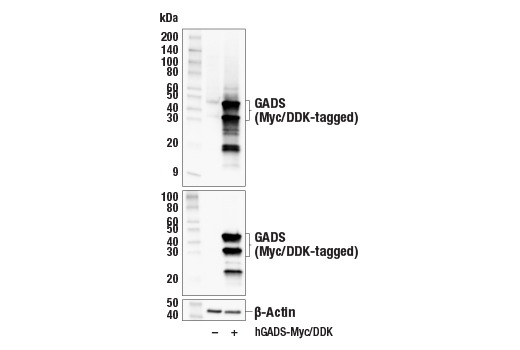 Western Blotting Image 3: GADS (E4O1V) Rabbit Monoclonal Antibody