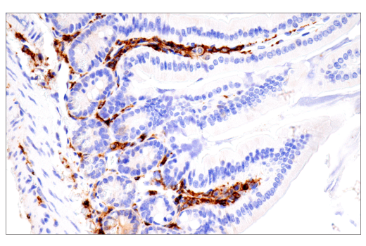 Immunohistochemistry Image 15: p22phox (E7Y1F) Rabbit Monoclonal Antibody (BSA and Azide Free)