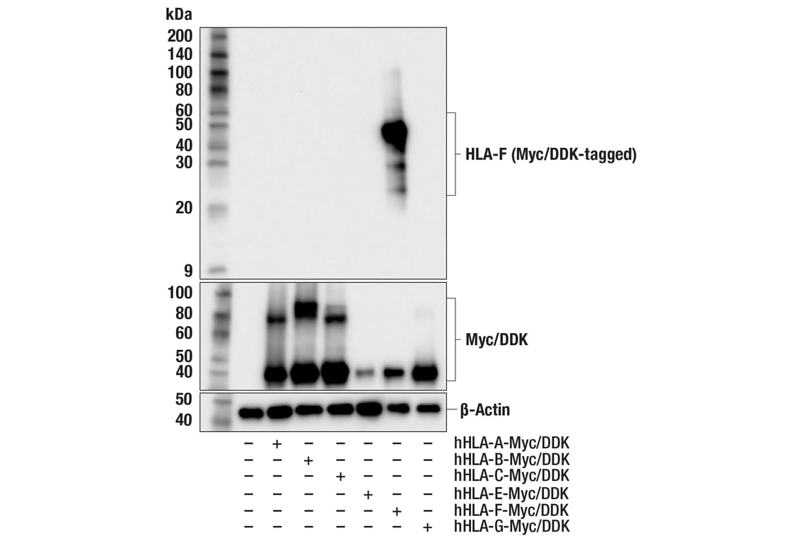 Western Blotting Image 2: HLA-F (F4B9F) Rabbit Monoclonal Antibody
