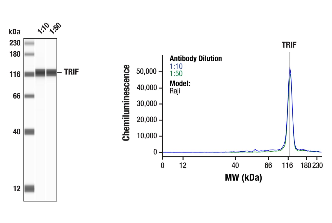Western Blotting Image 1: TRIF (F6K4E) Rabbit Monoclonal Antibody