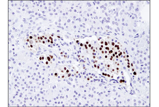 Immunohistochemistry Image 2: NKX6.1 (D8O4R) Rabbit Monoclonal Antibody (BSA and Azide Free)