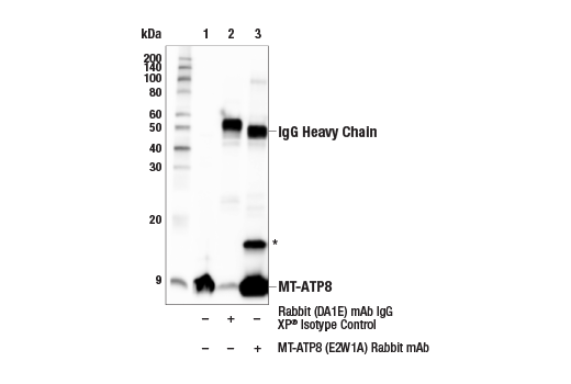 Immunoprecipitation Image 1: MT-ATP8 (E2W1A) Rabbit Monoclonal Antibody
