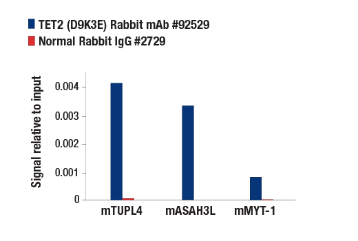 Chromatin Immunoprecipitation Image 3: TET2 (D9K3E) Rabbit Monoclonal Antibody