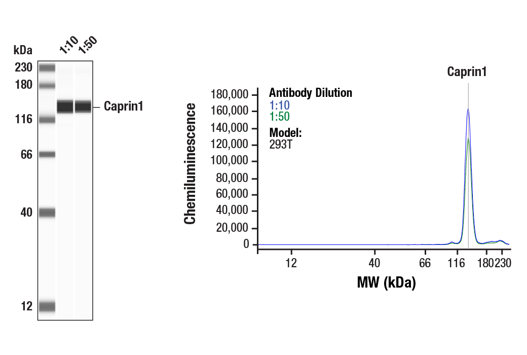 Western Blotting Image 1: Caprin1 (E9F9I) Rabbit Monoclonal Antibody