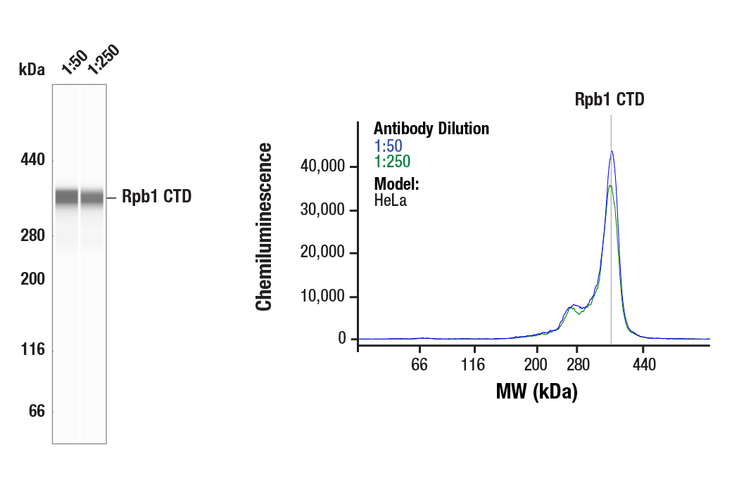 Western Blotting Image 1: Rpb1 CTD (4H8) Mouse Monoclonal Antibody