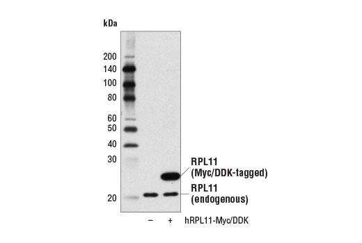 Western Blotting Image 2: RPL11 (D1P5N) Rabbit Monoclonal Antibody