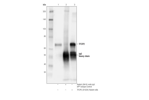 Immunoprecipitation Image 1: TFCP2 (D1S3V) Rabbit Monoclonal Antibody