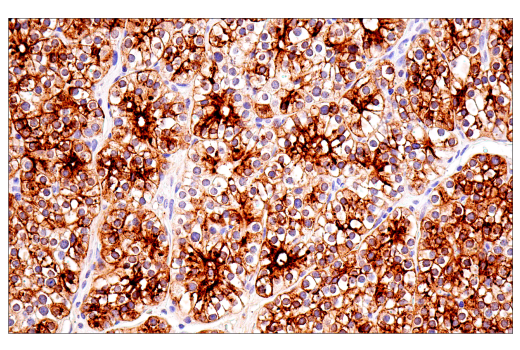 Immunohistochemistry Image 1: CHGA (5H7) Mouse Monoclonal Antibody
