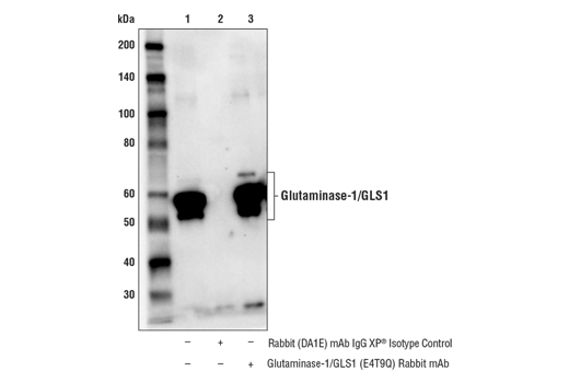 Immunoprecipitation Image 1: Glutaminase-1/GLS1 (E4T9Q) Rabbit Monoclonal Antibody
