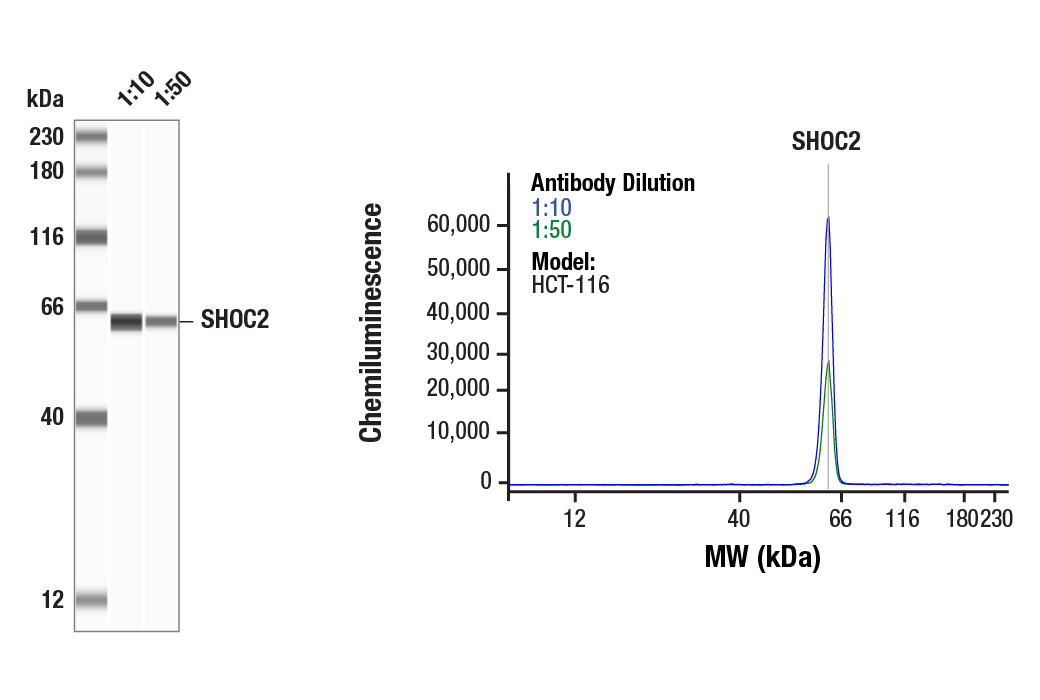 Western Blotting Image 1: SHOC2 (D7N1A) Rabbit Monoclonal Antibody