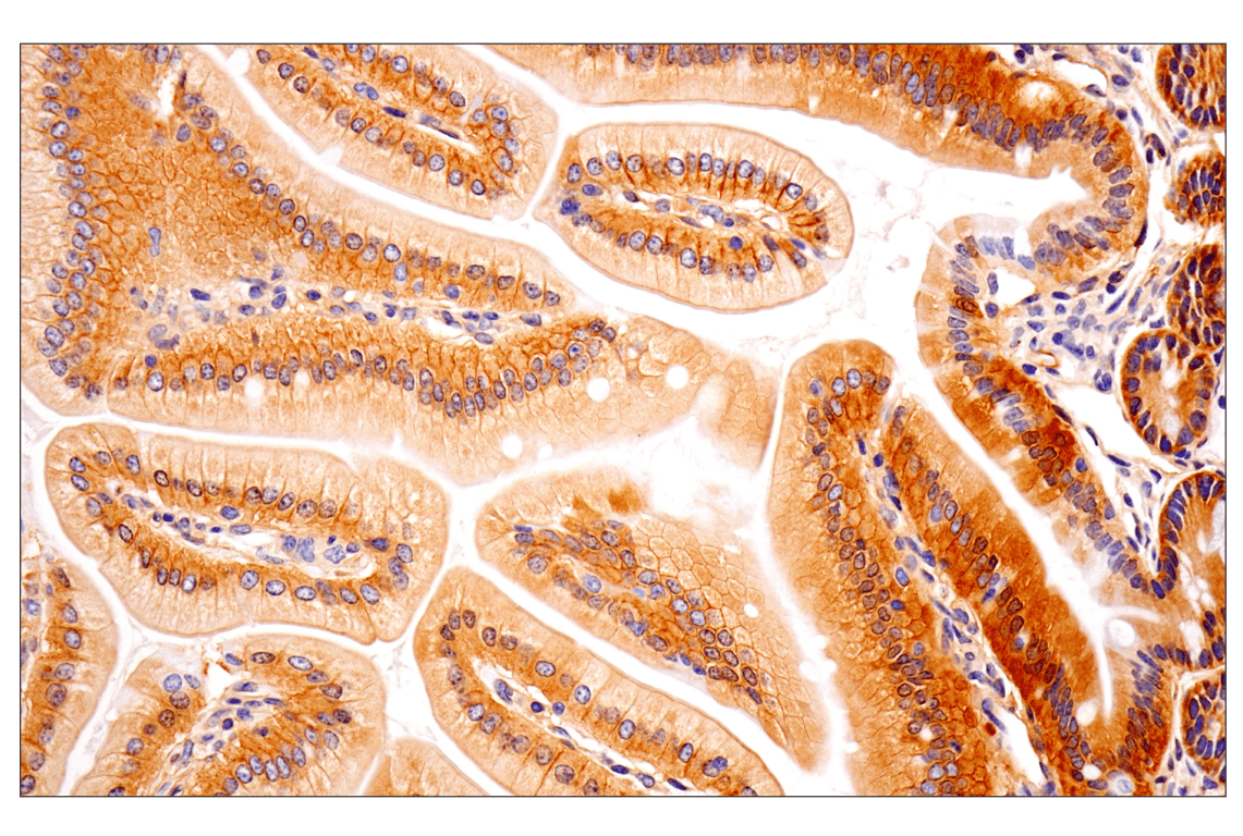 Immunohistochemistry Image 8: Numb (F2P3P) Rabbit Monoclonal Antibody
