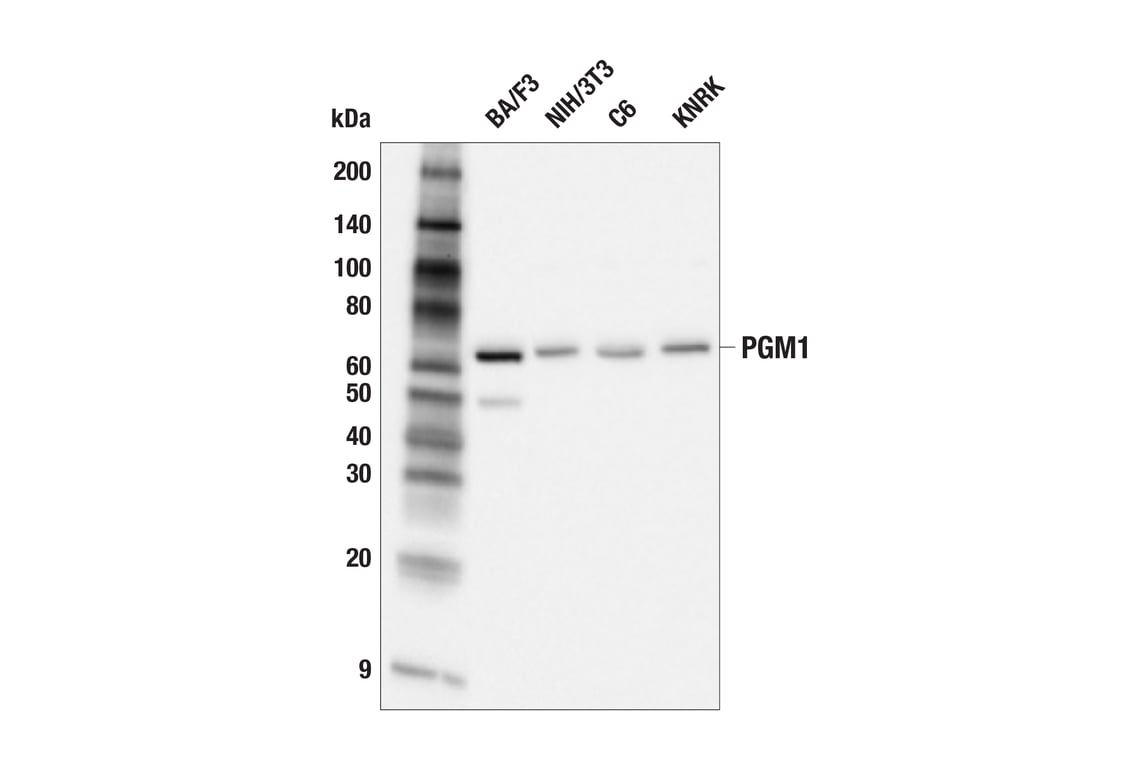 Western Blotting Image 2: PGM1 (E2I5G) Rabbit Monoclonal Antibody