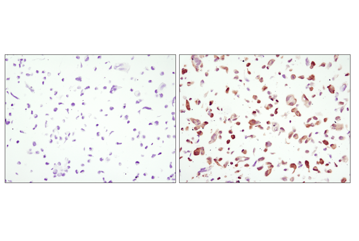 Immunohistochemistry Image 3: GFP (D5.1) Rabbit Monoclonal Antibody