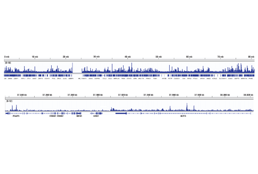 Chromatin Immunoprecipitation Image 2: Helios (D8W4X) Rabbit Monoclonal Antibody