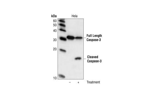 Western Blotting Image 2: Caspase-3 (3G2) Mouse Monoclonal Antibody