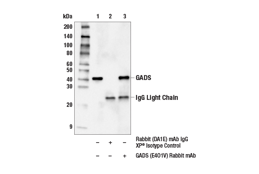 Immunoprecipitation Image 1: GADS (E4O1V) Rabbit Monoclonal Antibody