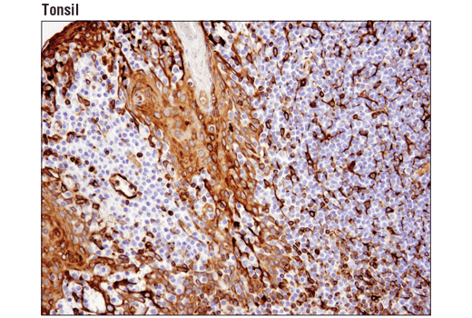 Immunohistochemistry Image 4: STING (D2P2F) Rabbit Monoclonal Antibody