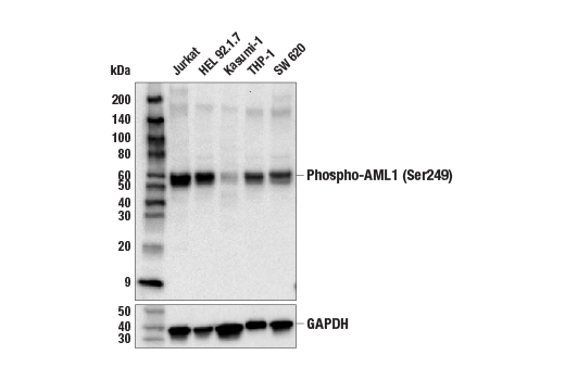 Western Blotting Image 2: Phospho-AML1 (Ser249) Antibody