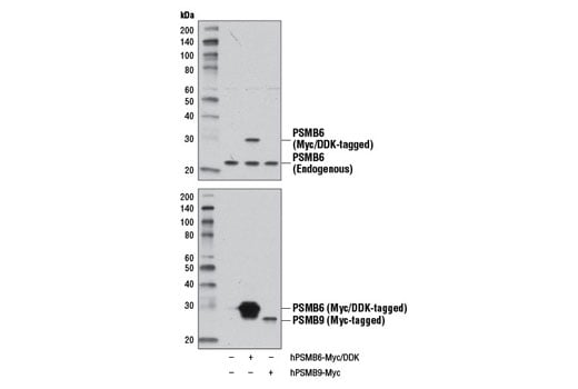 Western Blotting Image 3: PSMB6 (E1K9O) Rabbit Monoclonal Antibody