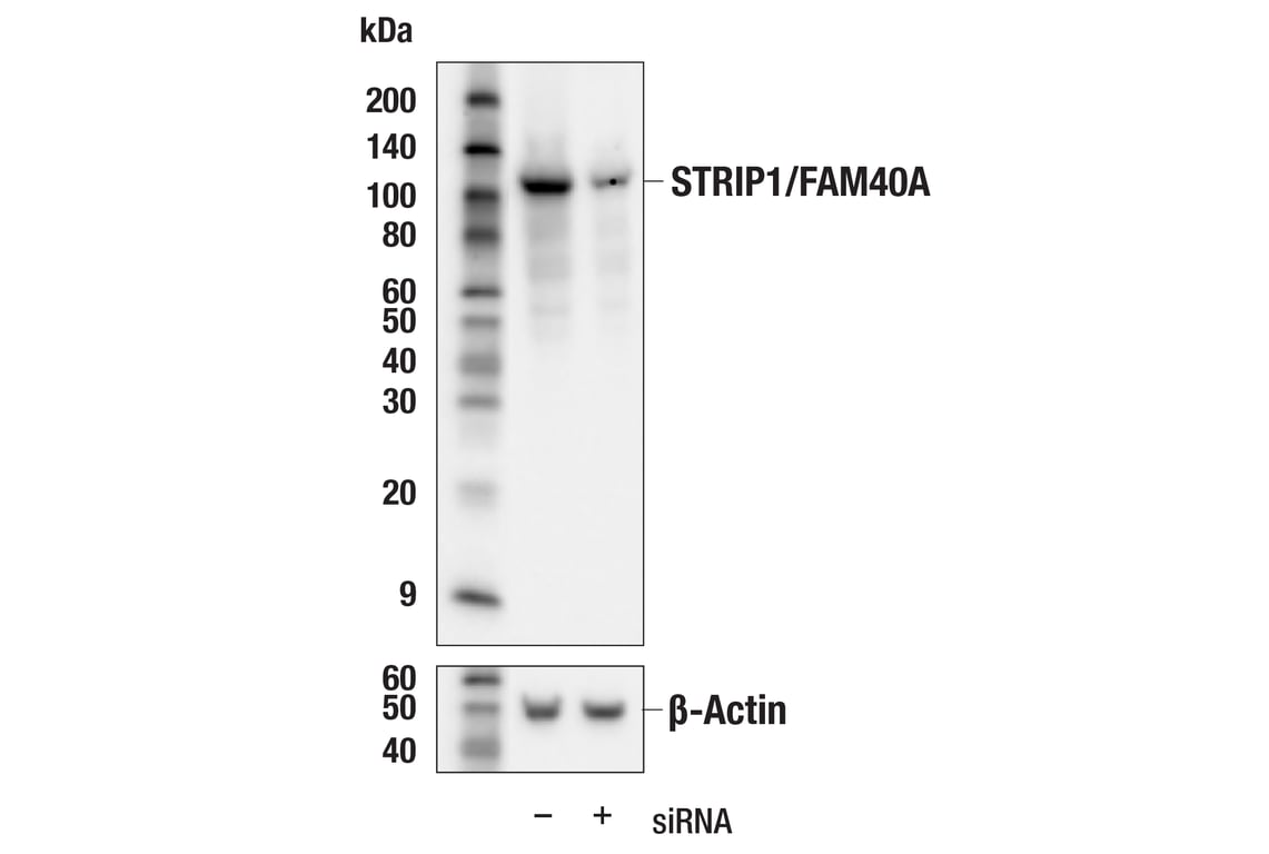 Western Blotting Image 2: STRIP1/FAM40A (E8J6I) Rabbit Monoclonal Antibody