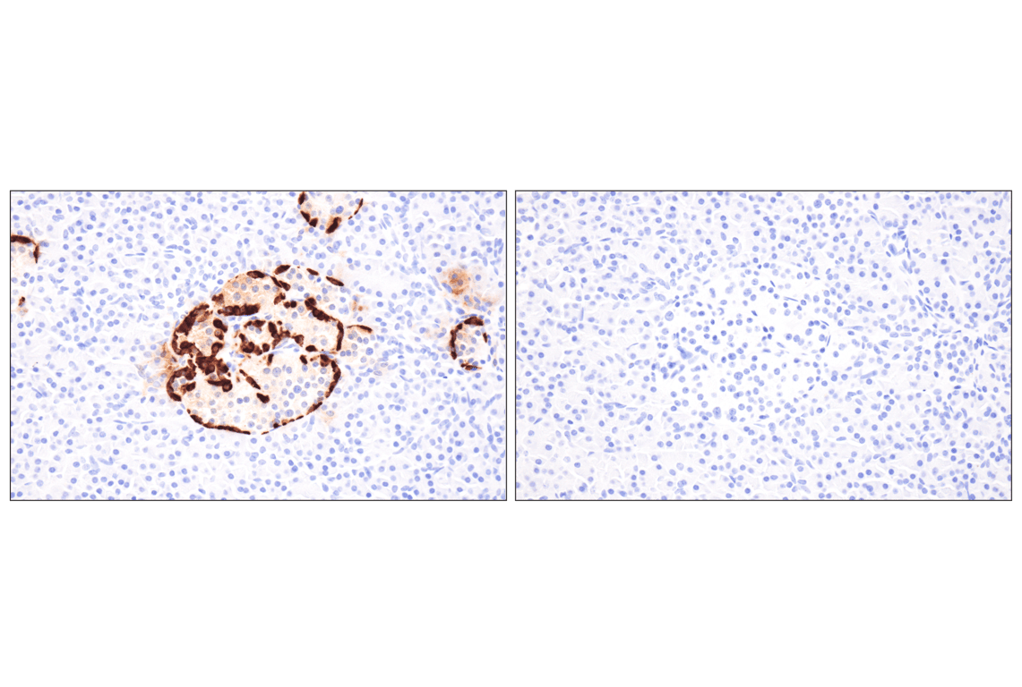 Immunohistochemistry Image 7: Glucagon (F1A2G) Rabbit Monoclonal Antibody