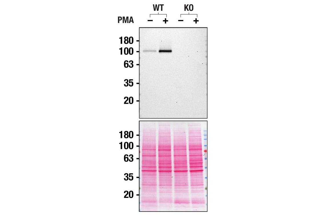 Western Blotting Image 3: NLRP3 (D2P5E) Rabbit Monoclonal Antibody