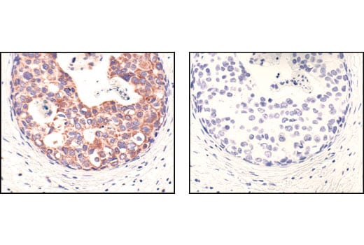 Immunohistochemistry Image 2: COX IV (3E11) Rabbit Monoclonal Antibody (BSA and Azide Free)