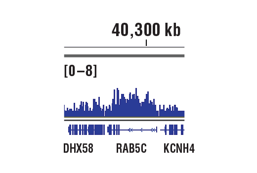 Chromatin Immunoprecipitation Image 1: Mono-Methyl-Histone H3 (Lys79) (D5X1S) Rabbit Monoclonal Antibody