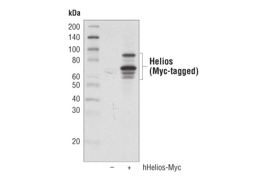 Western Blotting Image 2: Helios (D8W4X) Rabbit Monoclonal Antibody