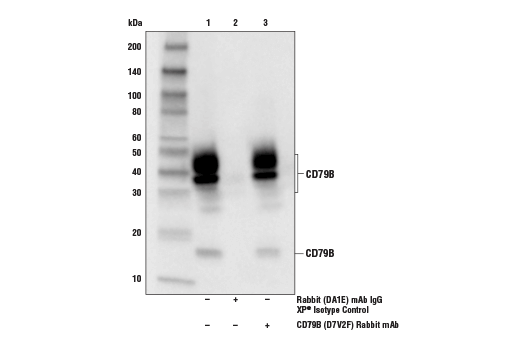 Immunoprecipitation Image 1: CD79B (D7V2F) Rabbit Monoclonal Antibody