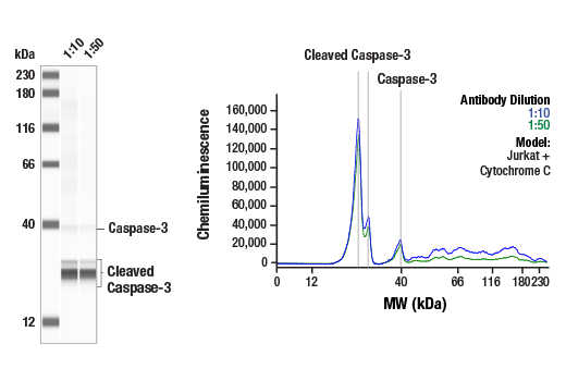 Western Blotting Image 1: Caspase-3 (D3R6Y) Rabbit mAb