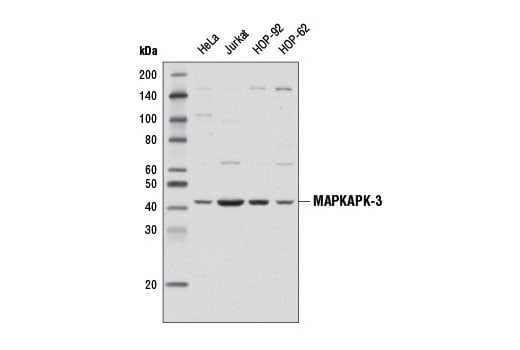 Western Blotting Image 1: MAPKAPK-3 (D54E4) Rabbit mAb