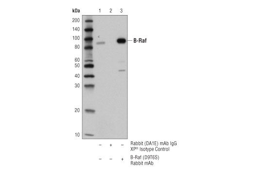 Immunoprecipitation Image 1: B-Raf (D9T6S) Rabbit Monoclonal Antibody