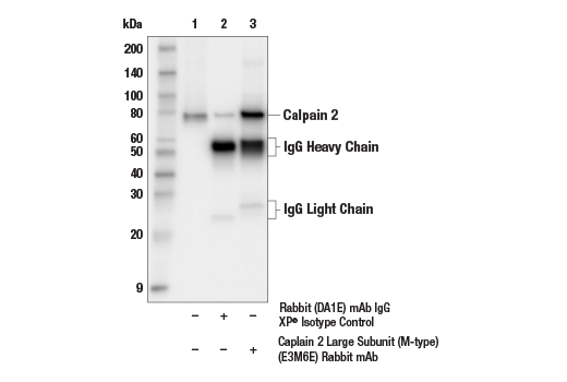 Immunoprecipitation Image 1: Calpain 2 Large Subunit (M-type) (E3M6E) Rabbit Monoclonal Antibody