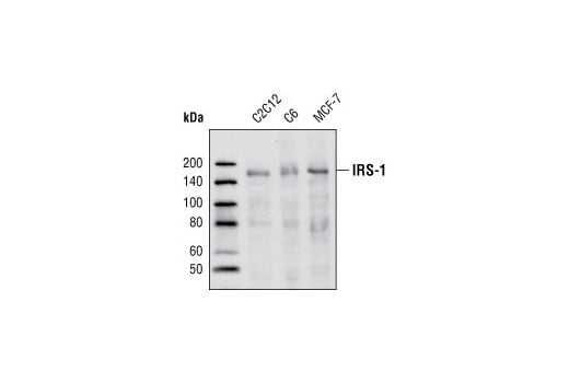 Western Blotting Image 1: IRS-1 (59G8) Rabbit mAb