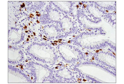 Immunohistochemistry Image 4: c-Kit (D3W6Y) Rabbit Monoclonal Antibody (BSA and Azide Free)