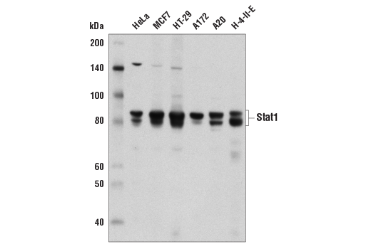 Western Blotting Image 2: Stat1 (D1K9Y) Rabbit Monoclonal Antibody (BSA and Azide Free)